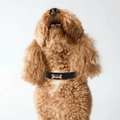 Black Dog Collar - PAW LONDON
