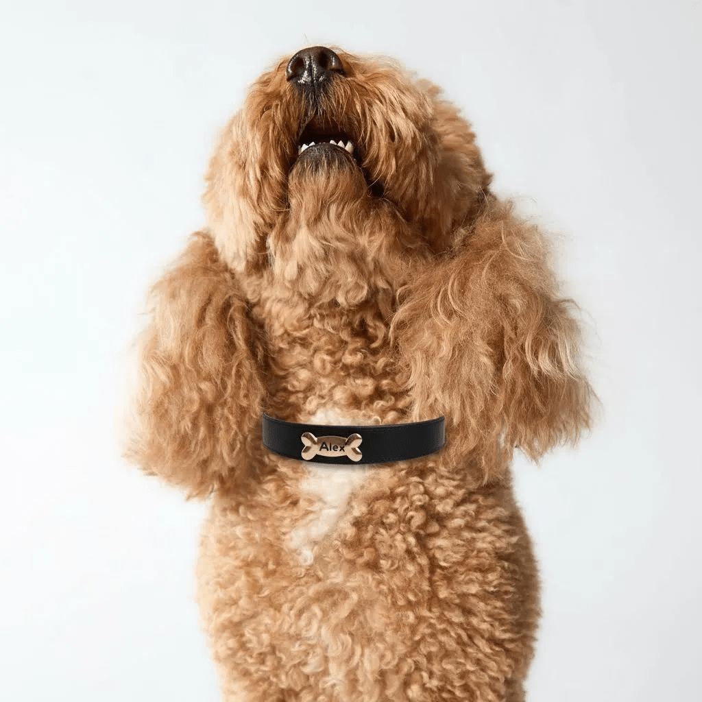 Black Dog Collar - PAW LONDON