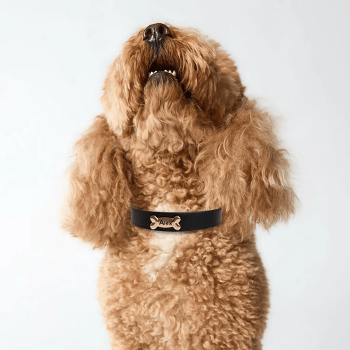 Black Dog Collar - PAW LONDON