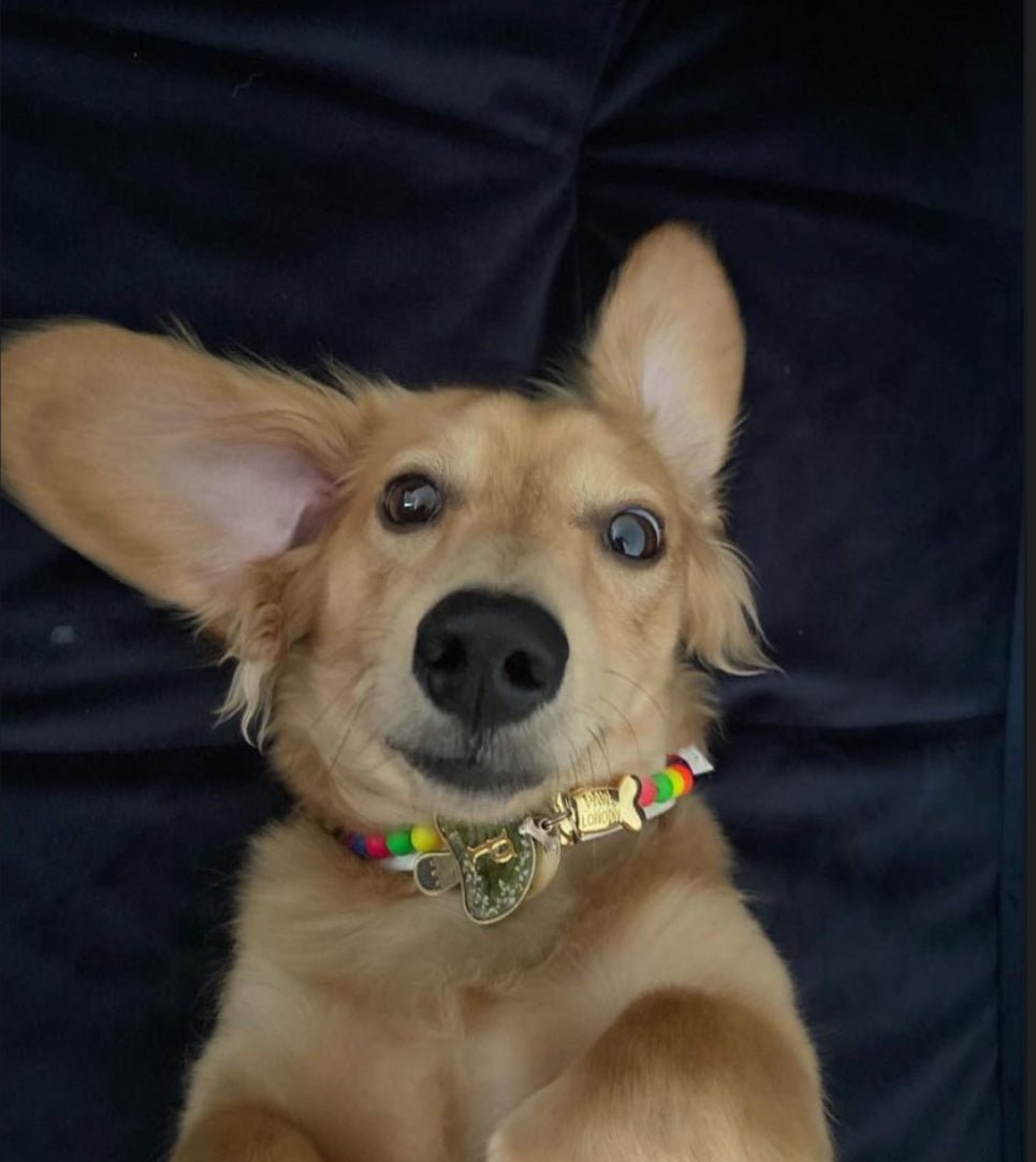 Bonibon Dog Collar | White 🎈 - PAW LONDON