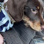 Bow Bone Dog Collar | Pink 🎀 - PAW LONDON