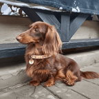 Bow Bone Dog Collar | Pink 🎀 - PAW LONDON