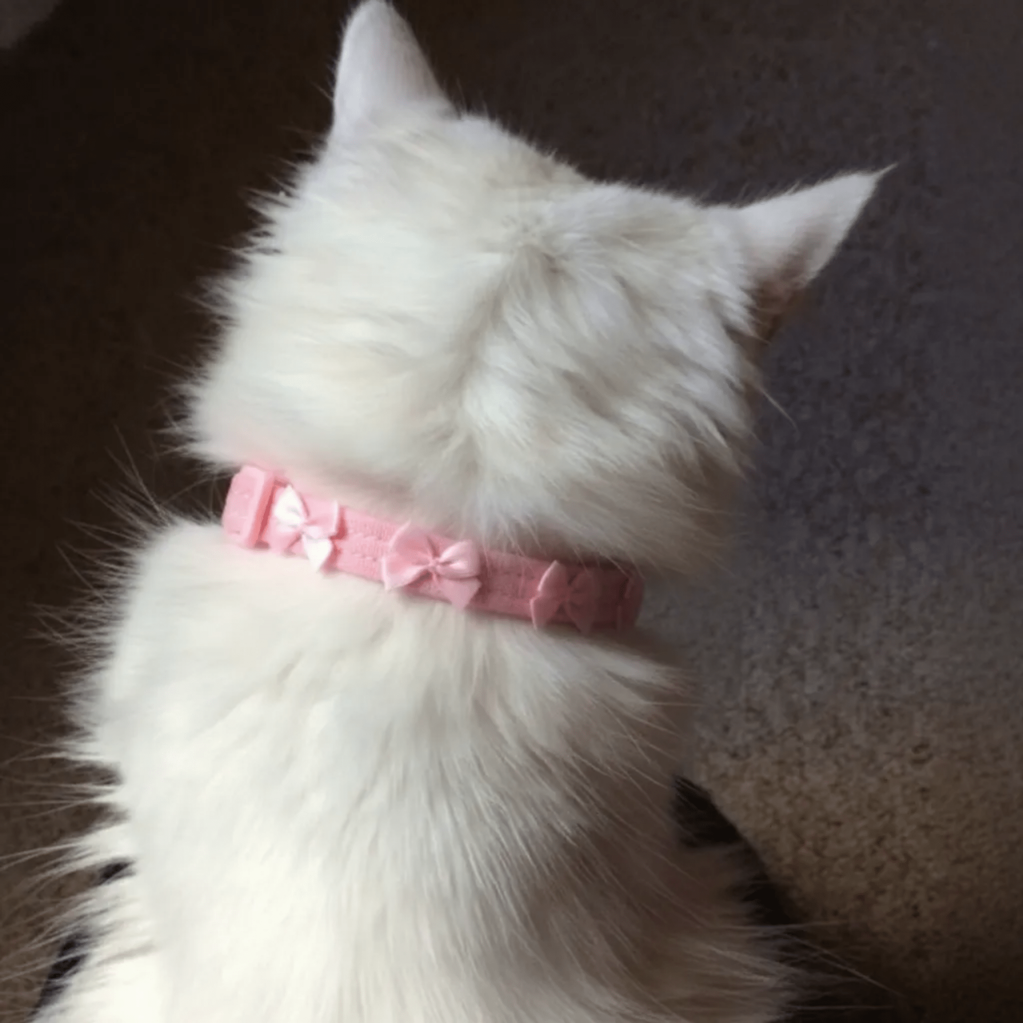Bow Cat Collar | Suede Baby Pink 💘 - PAW LONDON