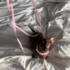 Bow Dog Collar | Suede Baby Pink 💘 - PAW LONDON
