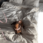 Bow Dog Collar | Suede Baby Pink 💘 - PAW LONDON