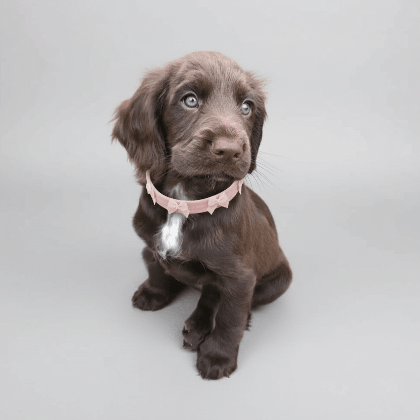 Bow Dog Collar | Suede Baby Pink 💘 - PAW LONDON