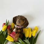 Bow Dog Collar | Suede Baby Pink 💘 - PAW LONDON