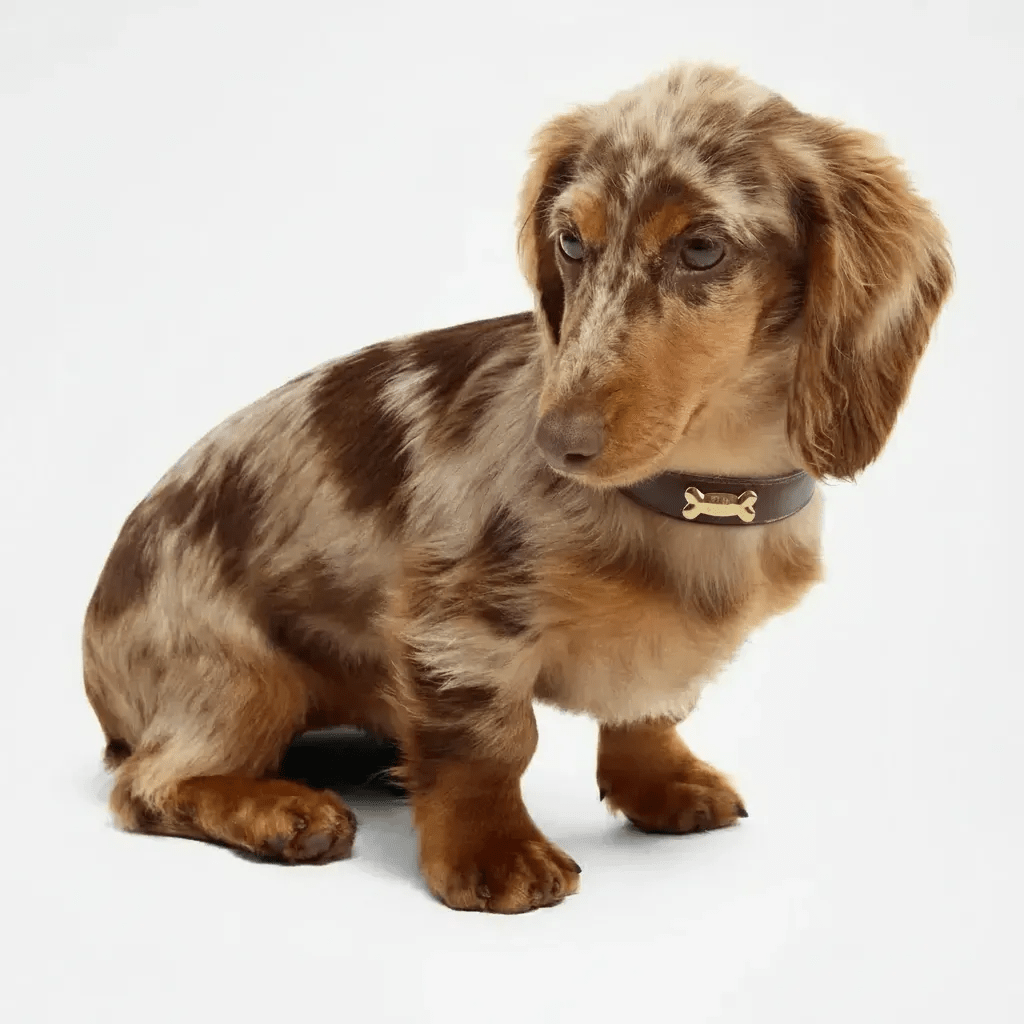 Cacao Dog Collar - PAW LONDON
