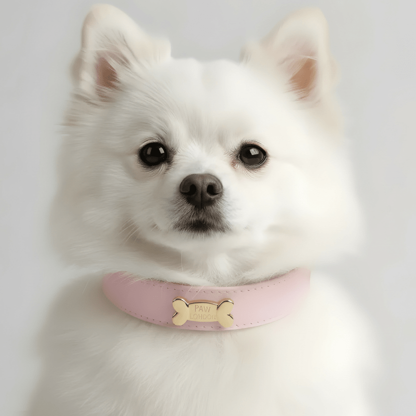 Candy Dog Collar - PAW LONDON