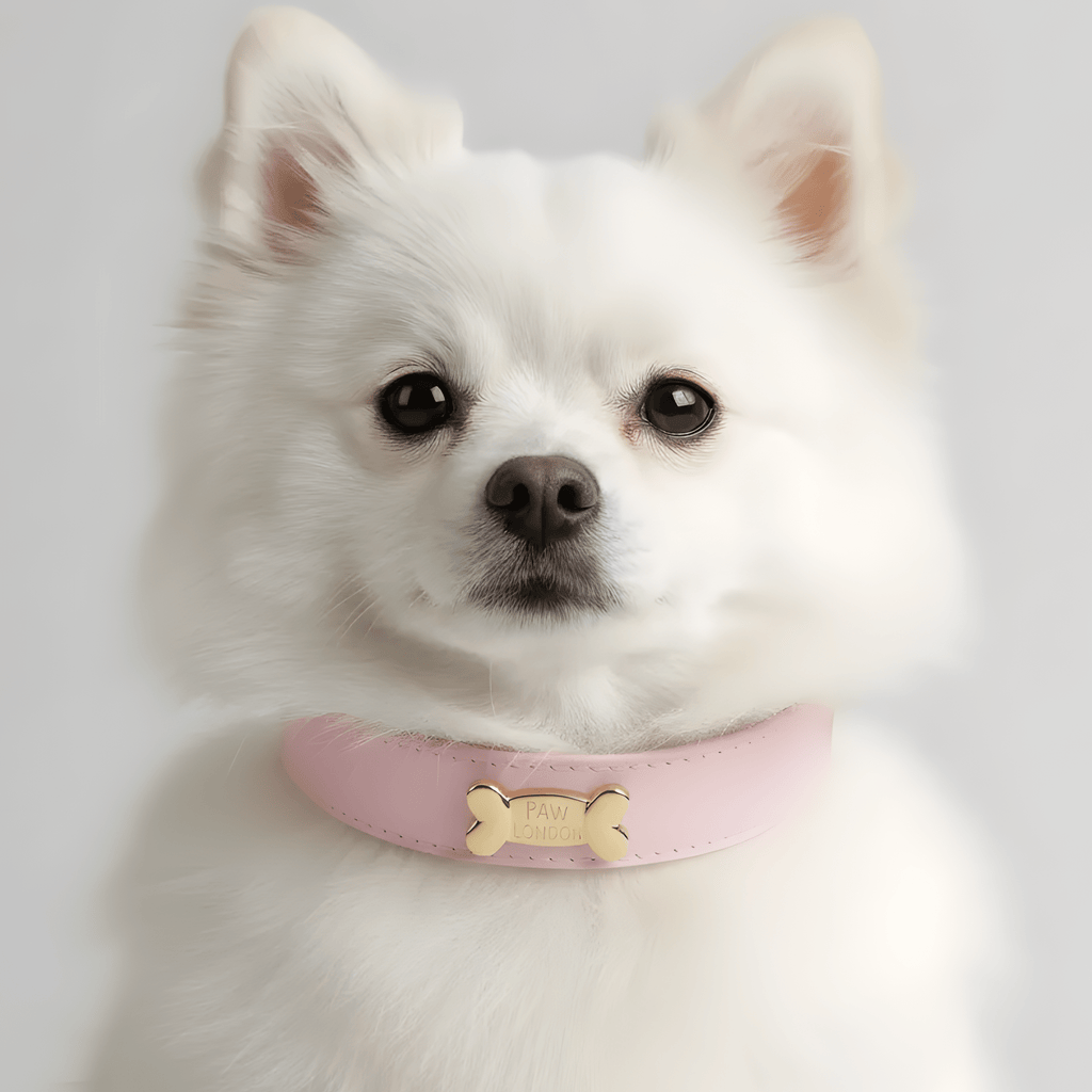 Candy Dog Collar - PAW LONDON