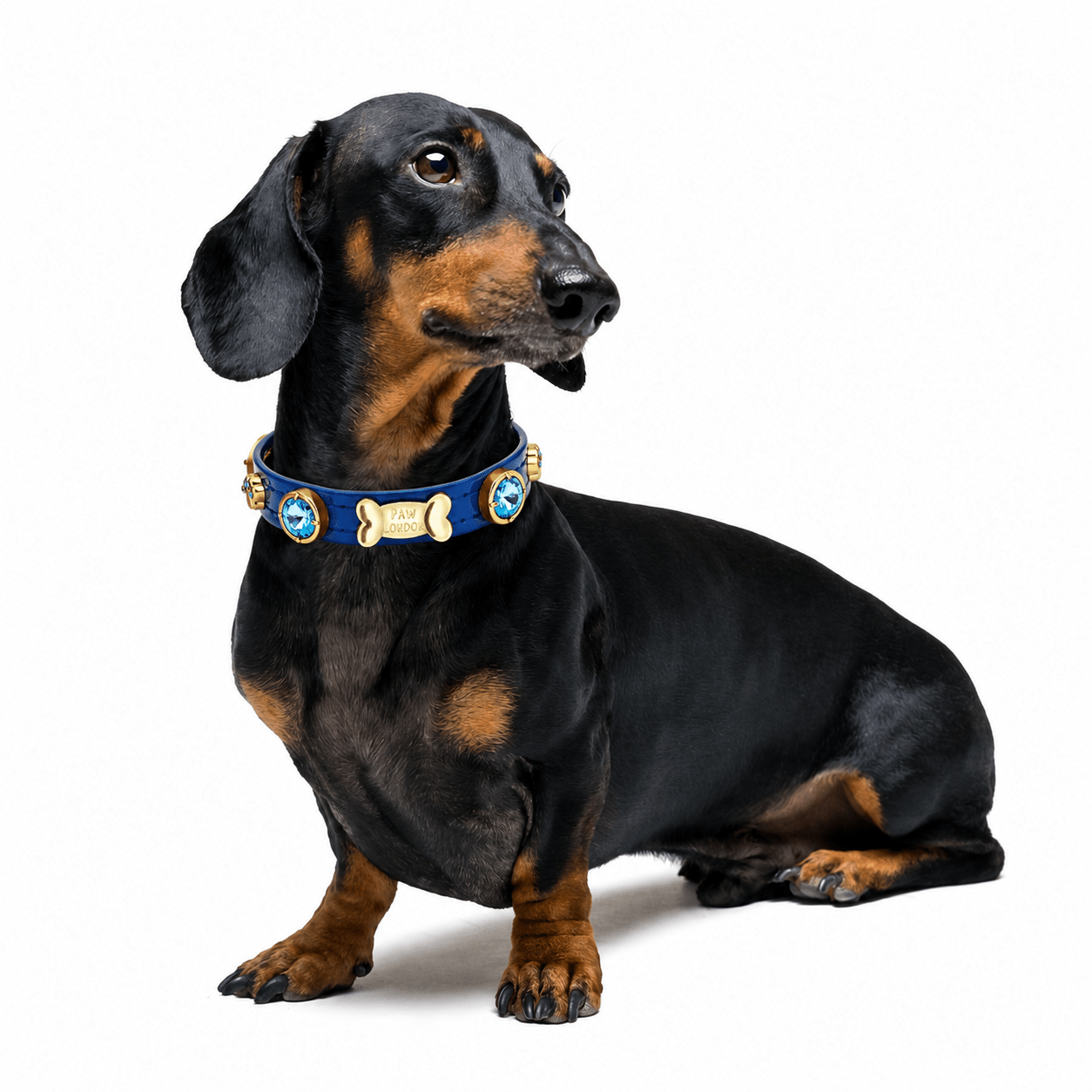 Capri Swarovski® Royal Blue Dog Collar 💎 - PAW LONDON