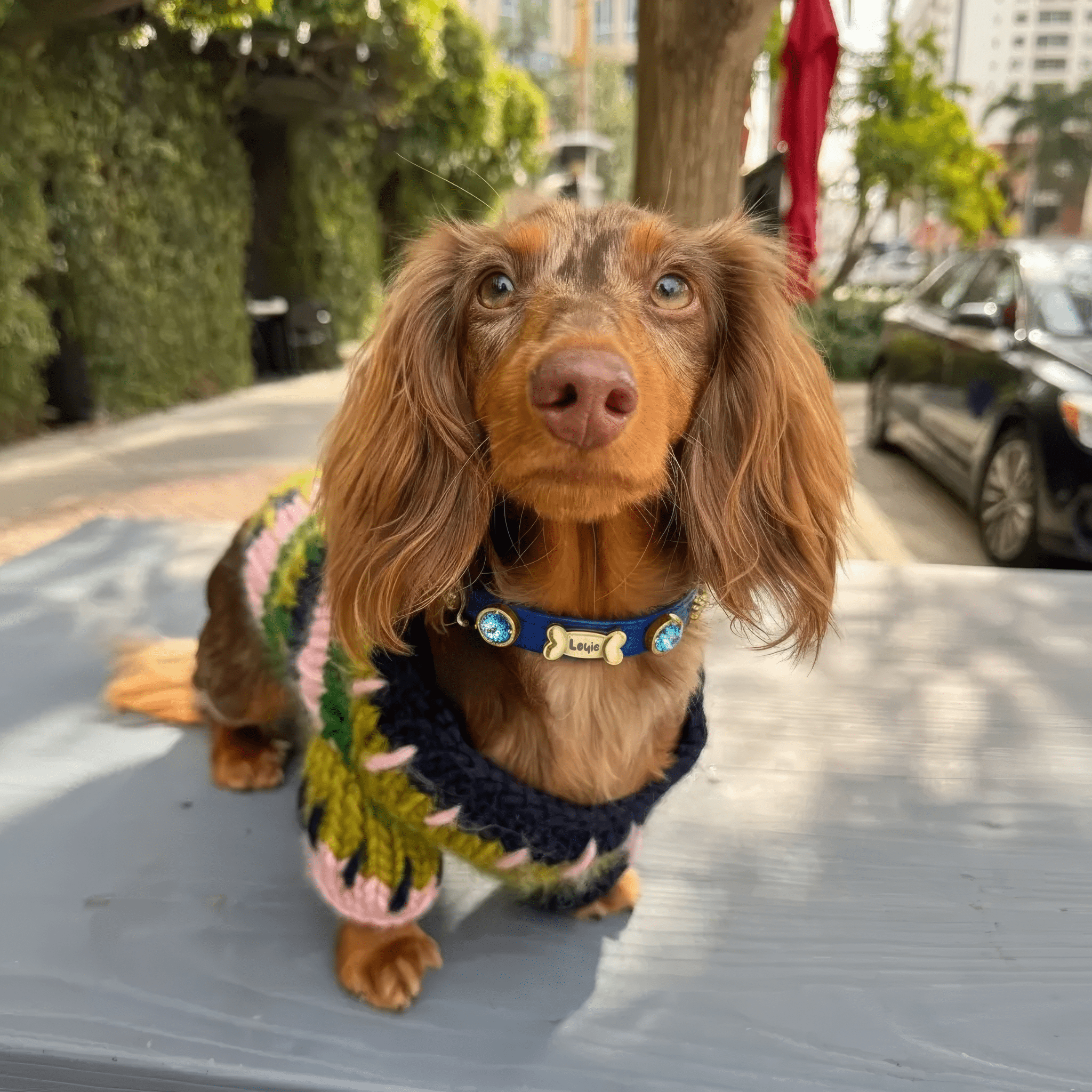 Capri Swarovski Royal Blue Dog Collar 💎 - PAW LONDON