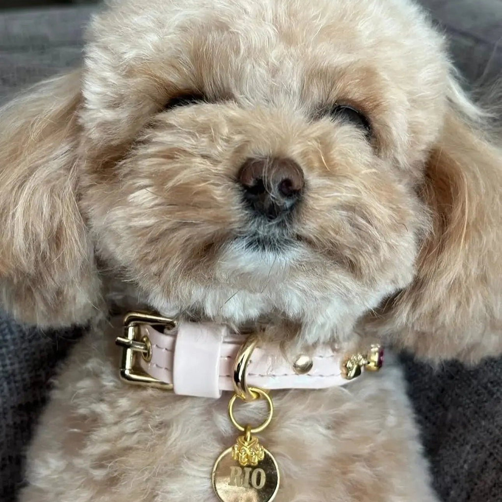 Chelsea Pink Swarovski® Dog Collar 💎 - PAW LONDON
