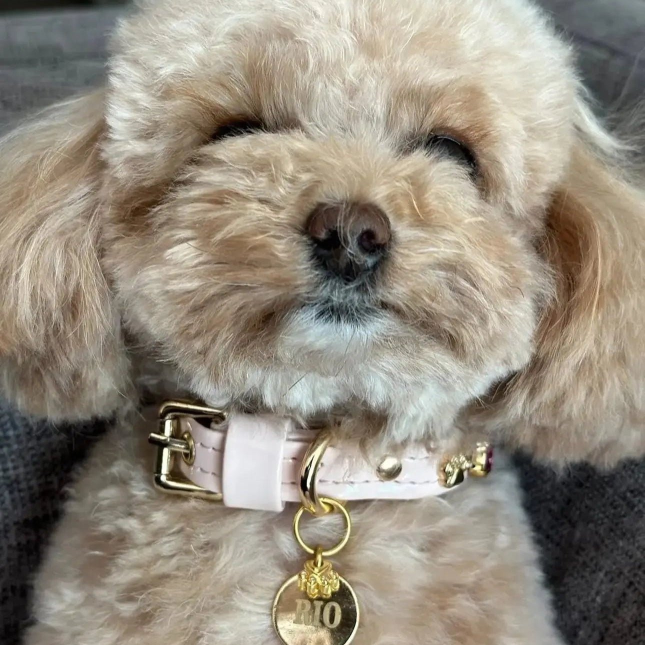 Chelsea Pink Swarovski® Dog Collar 💎 - PAW LONDON