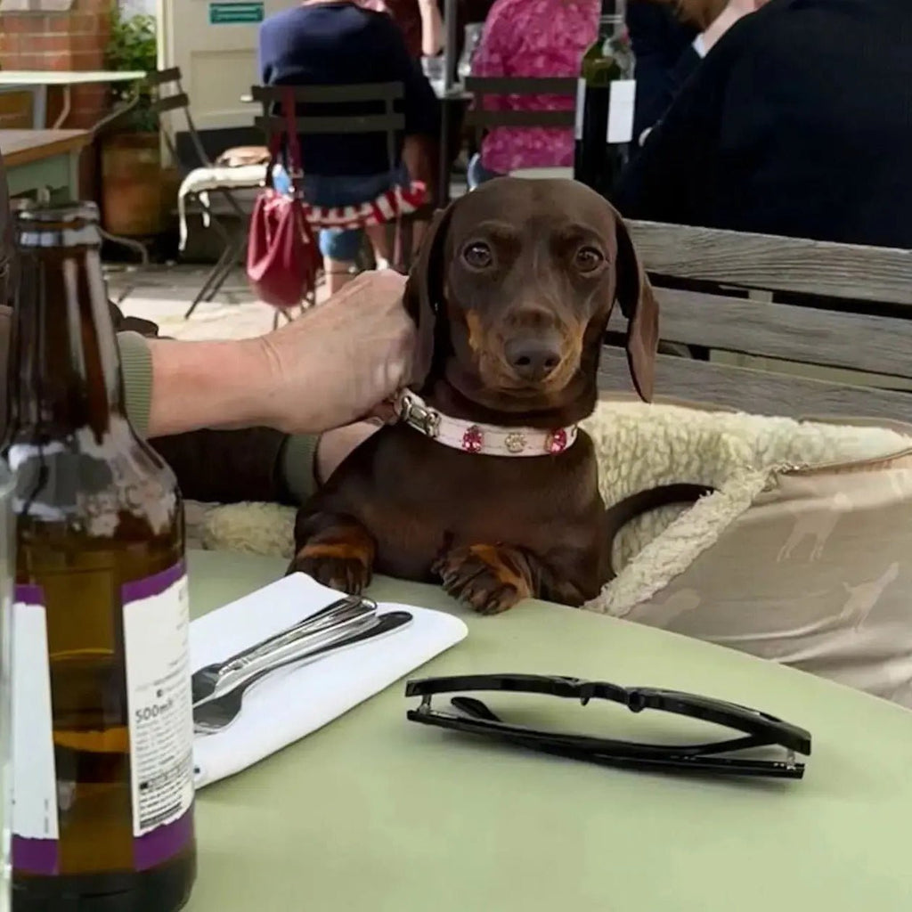 Chelsea Pink Swarovski Dog Collar 💎 - PAW LONDON