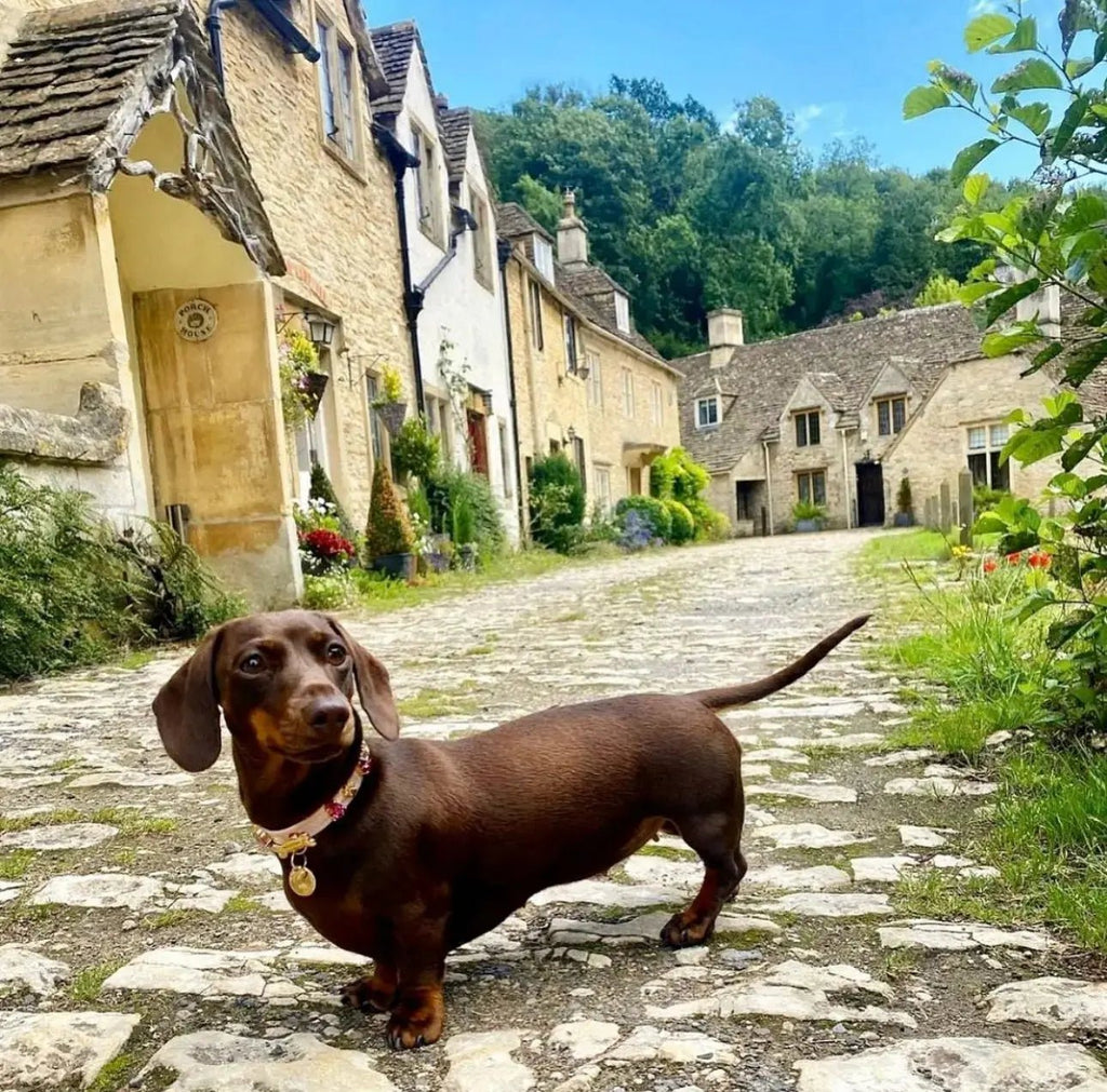 Chelsea Pink Swarovski® Dog Collar 💎 - PAW LONDON
