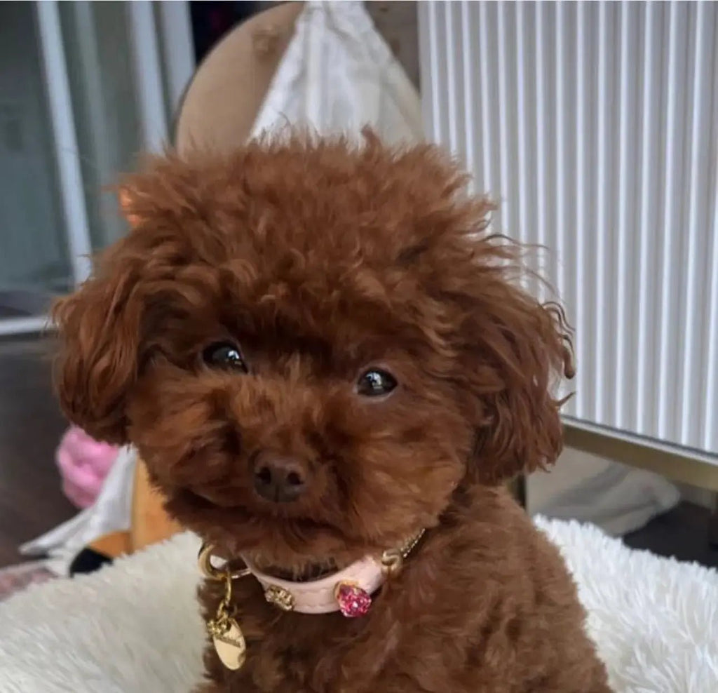 Chelsea Pink Swarovski Dog Collar 💎 - PAW LONDON