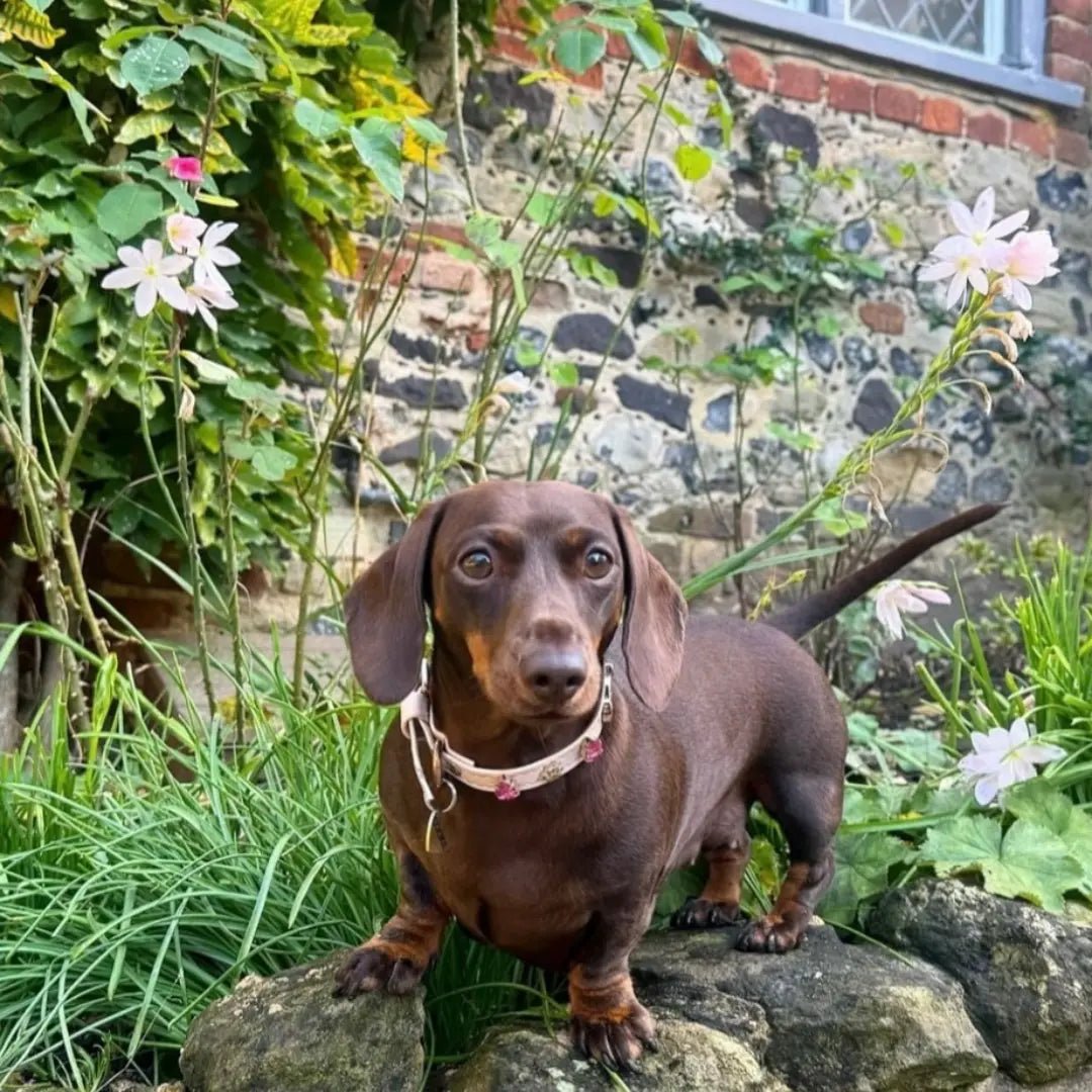 Chelsea Pink Swarovski® Dog Collar 💎 - PAW LONDON