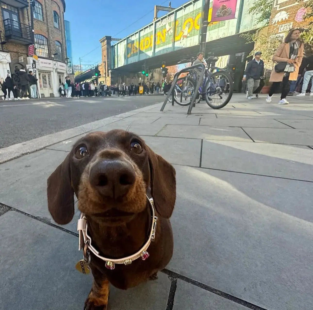 Chelsea Pink Swarovski Dog Collar 💎 - PAW LONDON