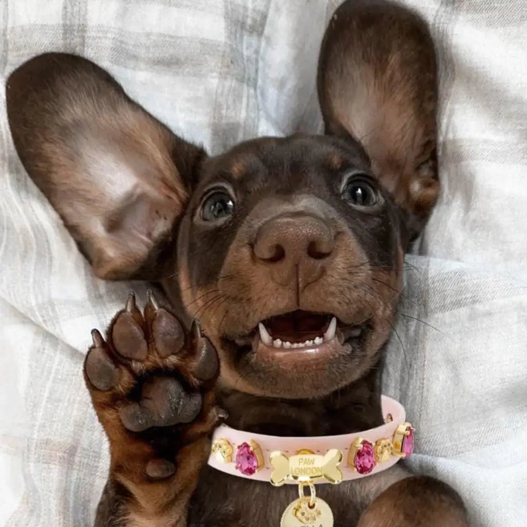 Chelsea Pink Swarovski Dog Collar 💎 - PAW LONDON