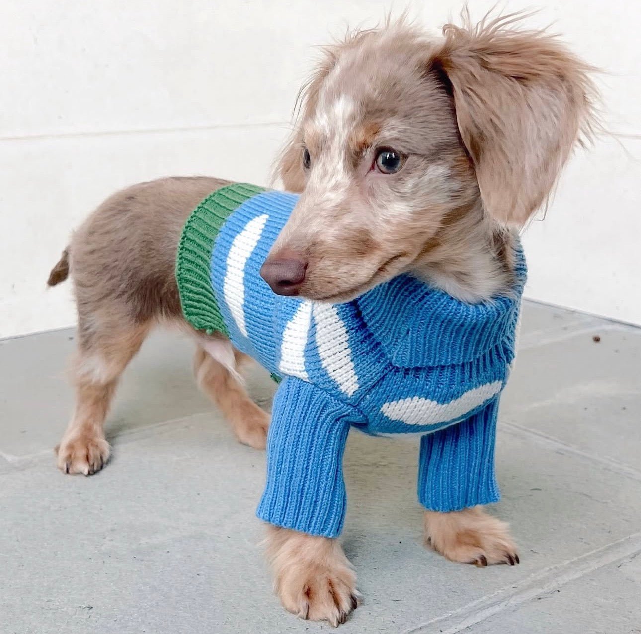Cloud Theme Blue Soft Dog Sweater ☁️ - PAW LONDON