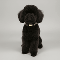 Cupid Gold Dog Collar 🏹 | BLACK - PAW LONDON