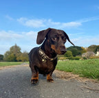 Cupid Gold Dog Collar 🏹 | GOLD - PAW LONDON