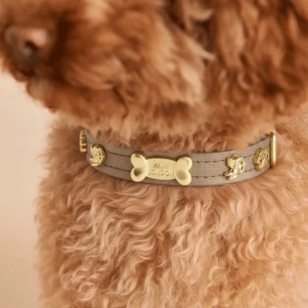 Cupid Gold Dog Collar 🏹 | GOLD - PAW LONDON