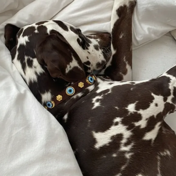 Suede Evil Eye Dog Collar | Bitter Chocolate 🍫