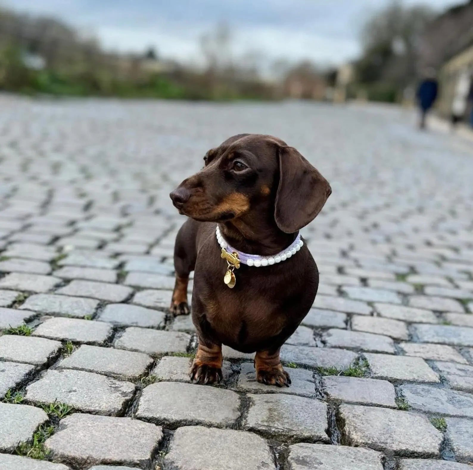 Diana Pearl Dog Collar Lilac 💜 - PAW LONDON