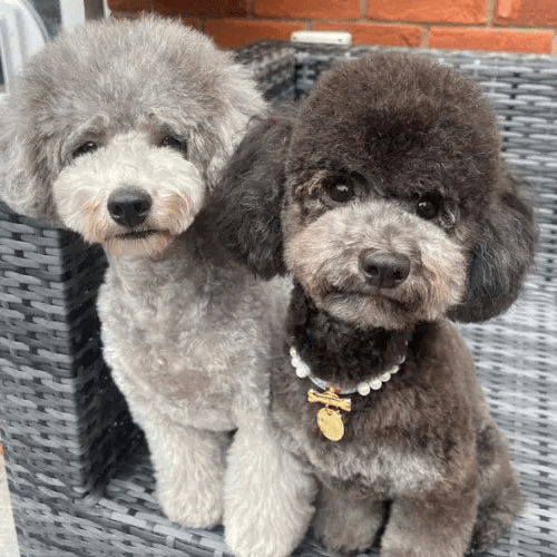 Diana Pearl Dog Collar Lilac 💜 - PAW LONDON