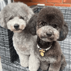 Diana Pearl Dog Collar Lilac 💜 - PAW LONDON