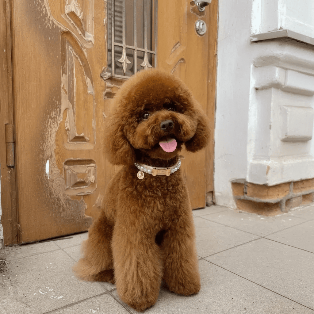 Diana Pearl Dog Collar Soft Pink 💘 - PAW LONDON