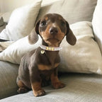 Diana Pearl Dog Collar Soft Pink 💘 - PAW LONDON