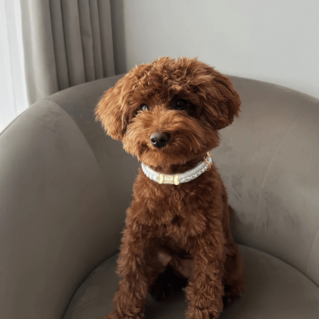 Diana Pearl Dog Collar White 🤍 - PAW LONDON