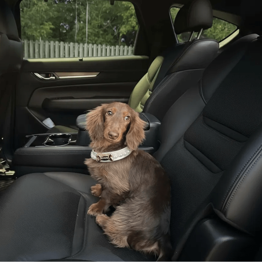 Diana Pearl Dog Collar White 🤍 - PAW LONDON