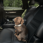 Diana Pearl Dog Collar White 🤍 - PAW LONDON