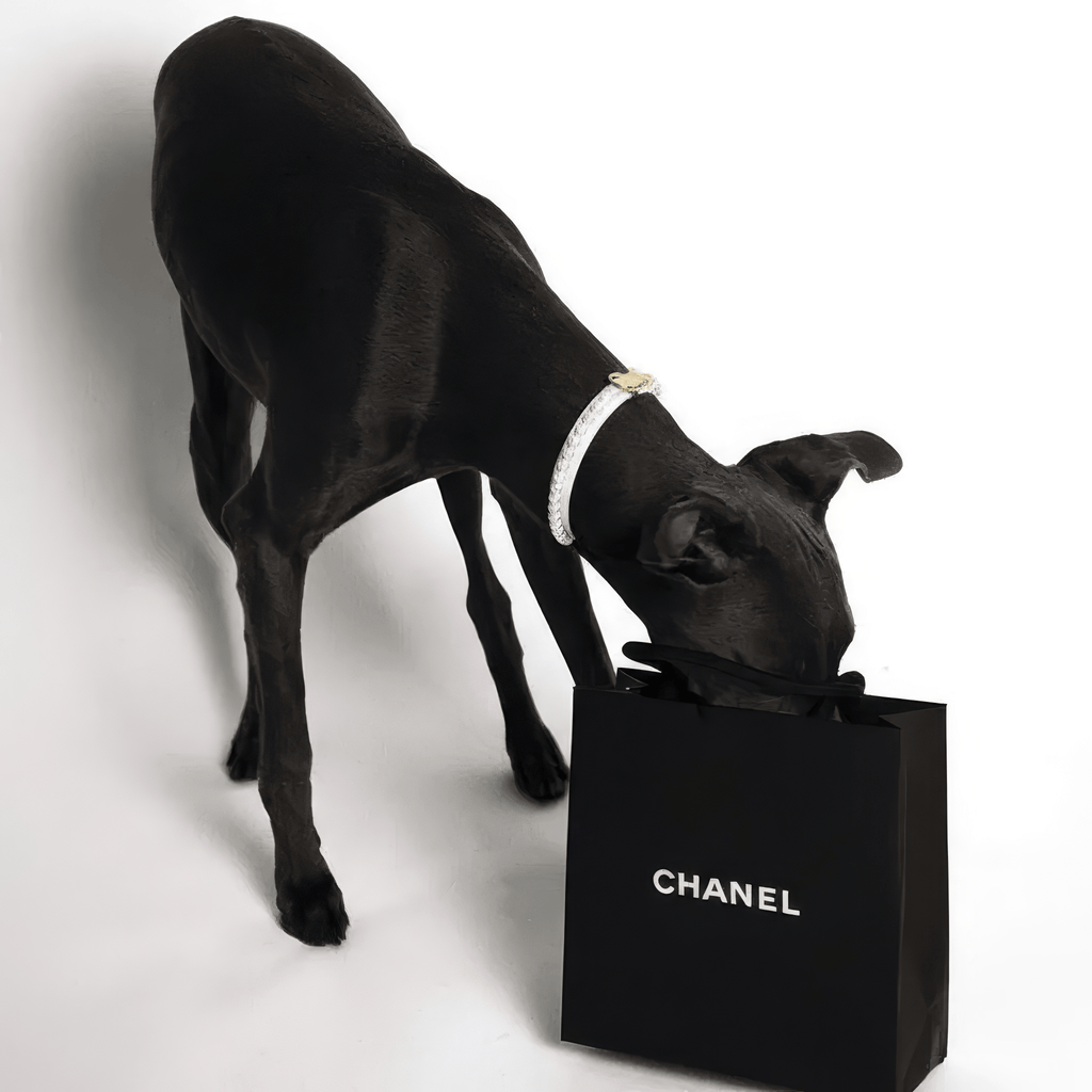 Diana Pearl Dog Collar White 🤍 - PAW LONDON