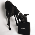 Diana Pearl Dog Collar White 🤍 - PAW LONDON