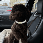 Diana Pearl Dog Collar White 🤍 - PAW LONDON