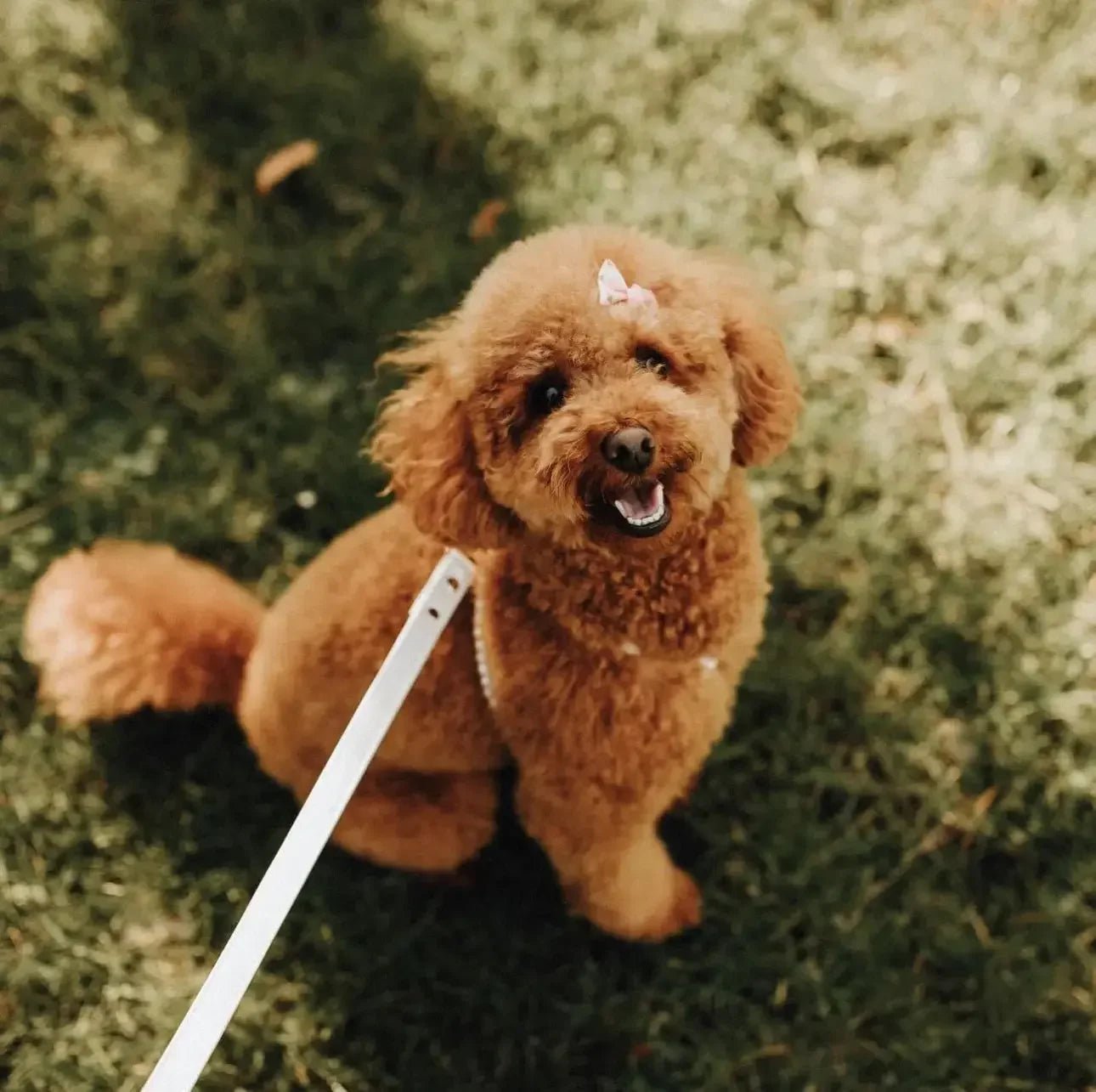 Diana Pearl Dog Harness With Pearls | White 🤍 - PAW LONDON