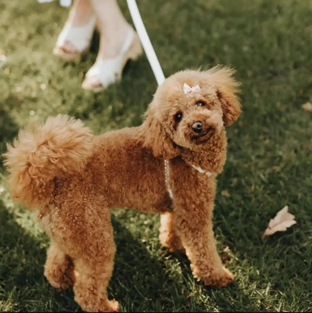 Diana Pearl Dog Harness With Pearls | White 🤍 - PAW LONDON
