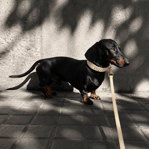 Basic Dog Leash | Butter - PAW LONDON