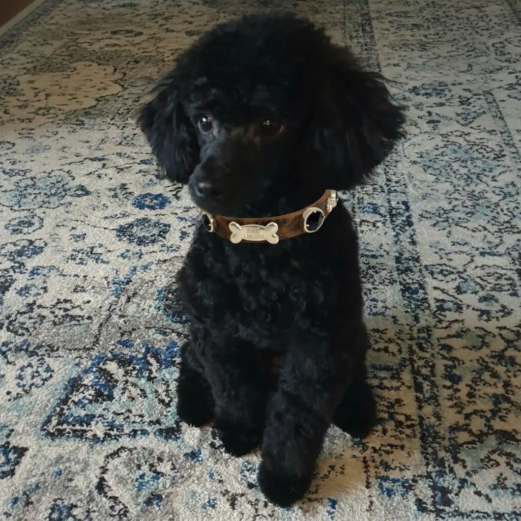 Leopardenschwarzes Swarovski-Hundehalsband 💎