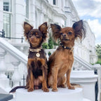 Elizabeth Gold Swarovski Dog Collar 💎 - PAW LONDON