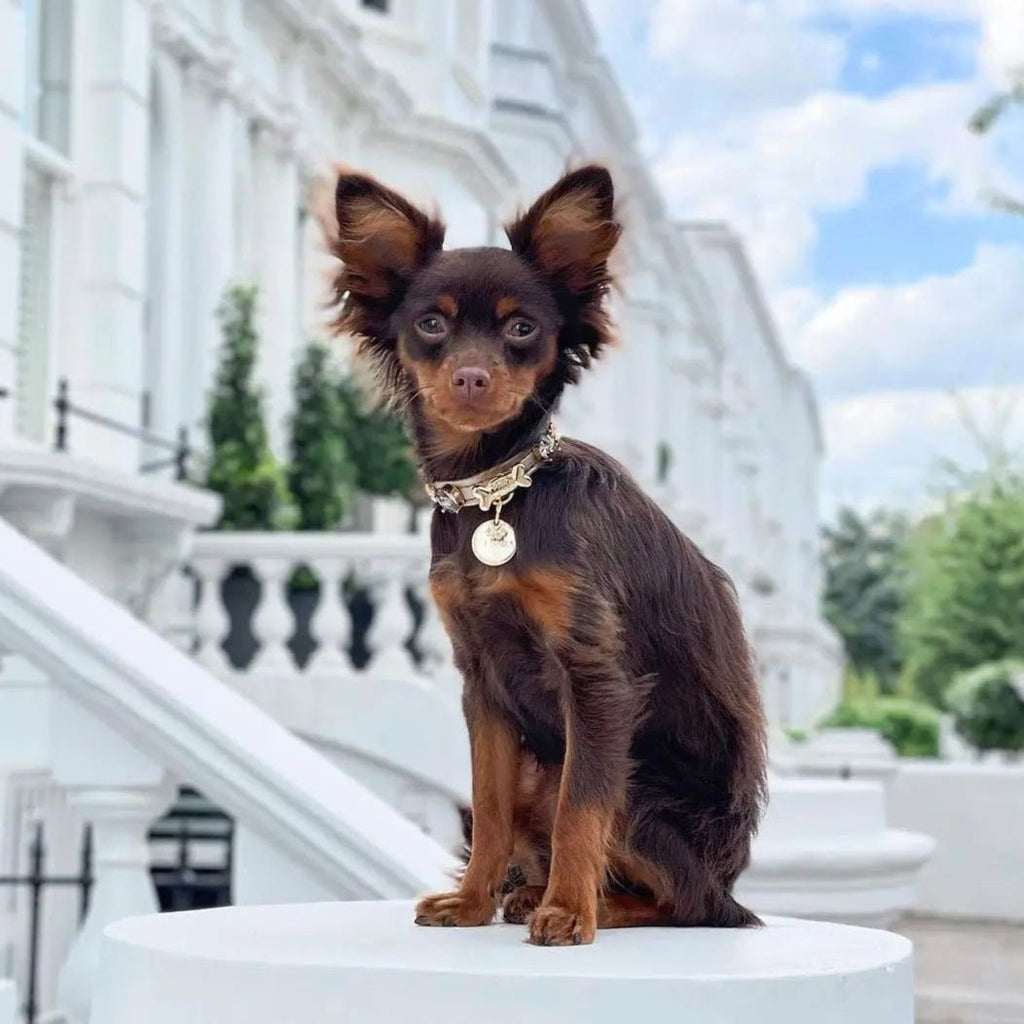 Elizabeth Gold Swarovski Dog Collar 💎 - PAW LONDON
