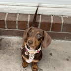 Emma Swarovski Baby Pink Dog Collar 💎 - PAW LONDON