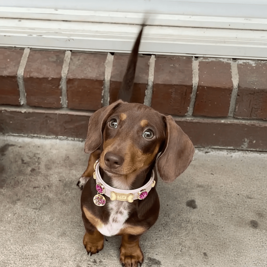 Emma Swarovski Baby Pink Dog Collar 💎 - PAW LONDON