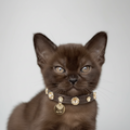 Espresso Swarovski Brown Cat Collar - PAW LONDON