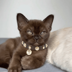 Espresso Swarovski Brown Cat Collar - PAW LONDON